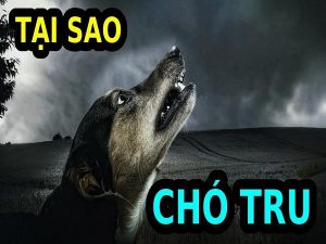 Chó tru điềm gì, Điềm báo hên hay xui, tốt hay xấu