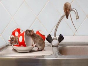 Chuột vào nhà là điềm gì, tốt hay xấu