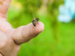 Bị ong đốt điềm gì, đánh con gì dễ trúng