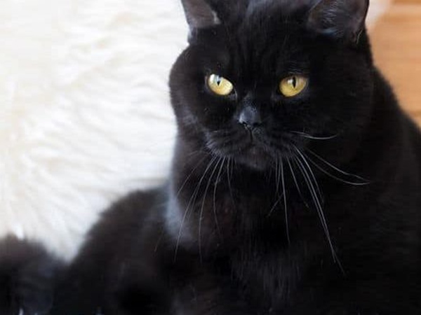 Mơ thấy mèo đen đánh số mấy giải xui, điềm báo gì?