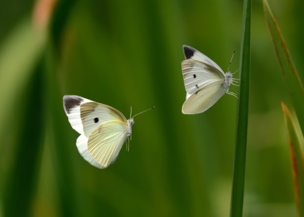 Giải mã ý nghĩa giấc mơ thấy con bướm báo hiệu điều gì?