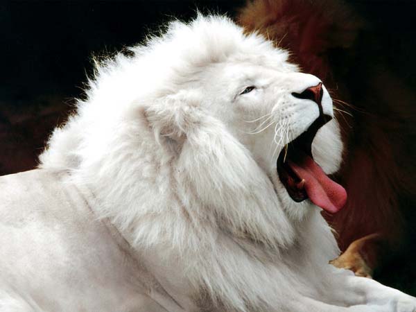 Mơ thấy sư tử có điềm báo gì