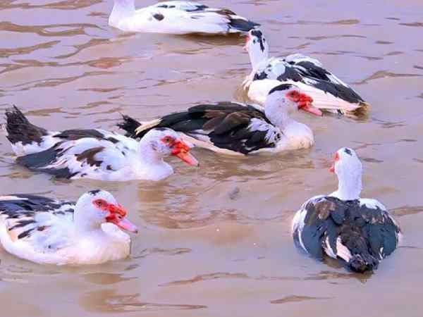 Mơ thấy một đàn ngan đang bơi