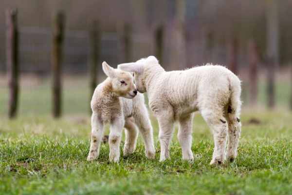 Ngủ mơ thấy con cừu có phải dấu hiệu lộc lá đang tới?