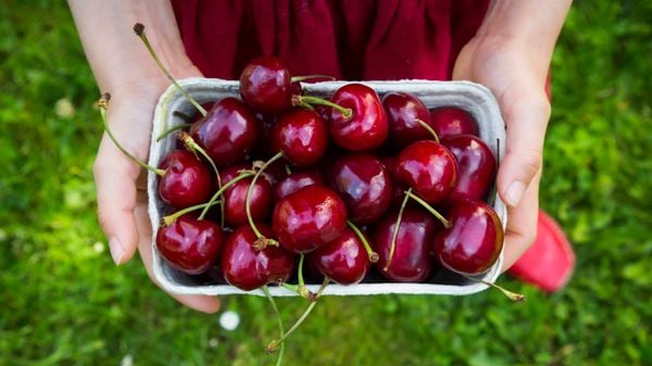 Nằm mơ thấy quả cherry có phải tín hiệu của lộc đến?