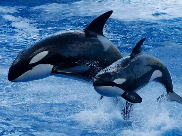 Nằm mơ thấy cá voi thay đổi vận mệnh chóng mặt?