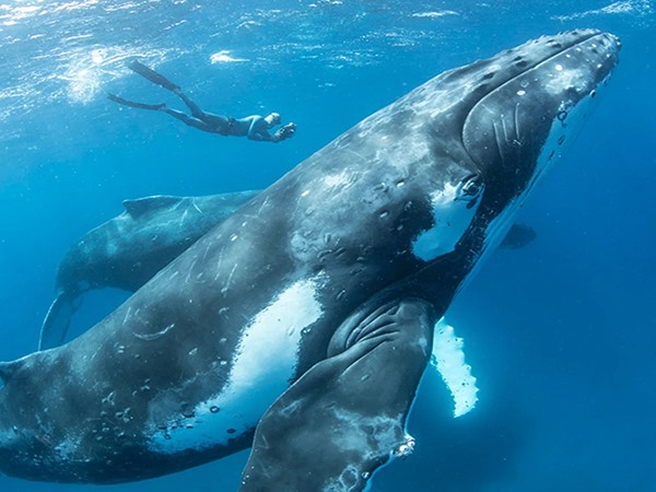 Nằm mơ thấy cá voi thay đổi vận mệnh chóng mặt?