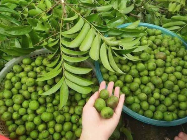 Ngủ mơ thấy quả sấu ẩn ý điềm hung hay cát?