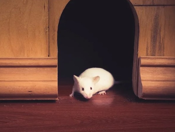 Ngủ mơ thấy chuột vào nhà dự báo chuyện gì?