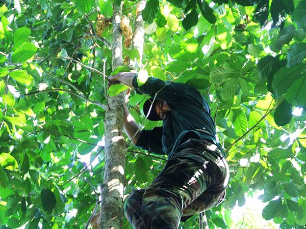 Có phải tài lộc sắp đến nếu nằm mơ thấy hái quả trên cây?