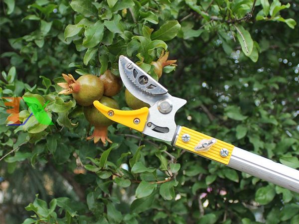 Có phải tài lộc sắp đến nếu nằm mơ thấy hái quả trên cây?