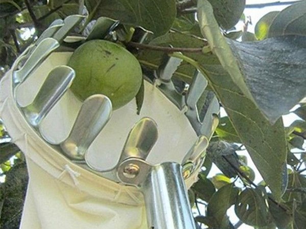 Có phải tài lộc sắp đến nếu nằm mơ thấy hái quả trên cây?