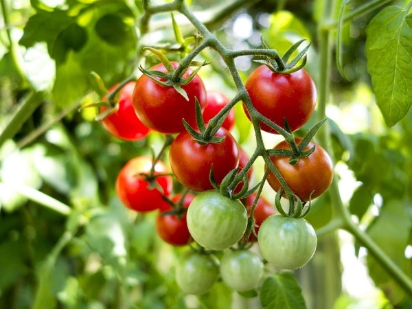 Chi tiết giấc mơ thấy quả cà chua ẩn chứa điềm báo gì?