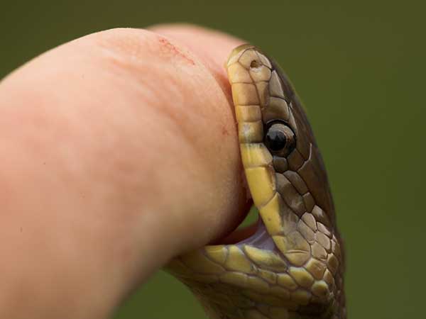 Mộng thấy rắn cắn mà không chảy máu