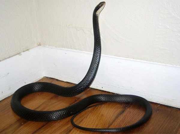 Lý giải điềm báo tâm linh khi mơ thấy rắn vào nhà