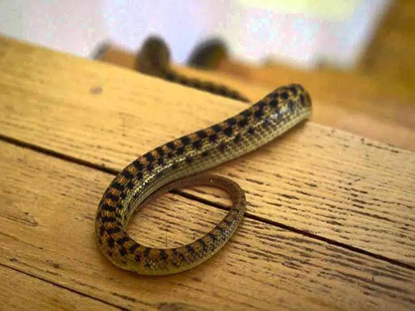 Lý giải điềm báo tâm linh khi mơ thấy rắn vào nhà