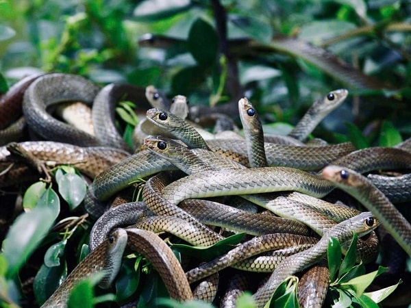 Mộng thấy rất nhiều rắn cắn người khác