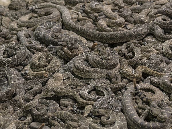 Bí ẩn nằm mơ thấy rất nhiều rắn báo điềm hung hay cát?