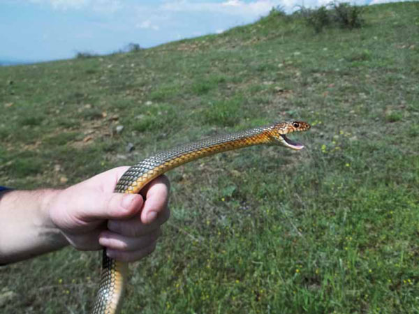 Mộng thấy người thân giết rắn giúp mình