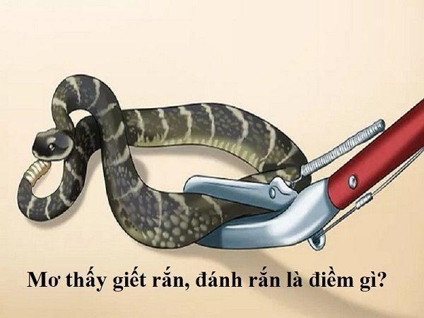 Nằm mơ thấy giết rắn tiềm ẩn điềm báo đặc biệt nào?