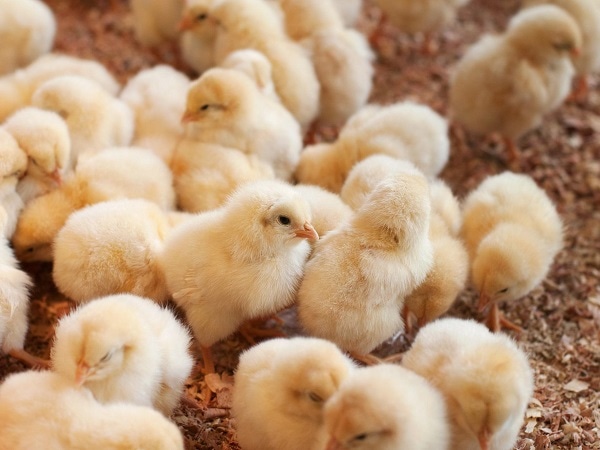 Giải mã giấc mơ thấy đàn gà con là điềm gì, hên hay xui?