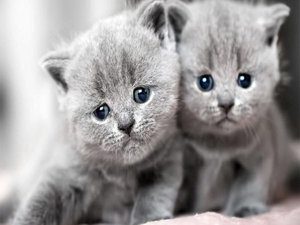 Nằm mơ thấy mèo con là điềm báo gì? Có con gì may mắn?