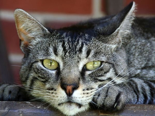 Mơ thấy mèo xám cắn tay