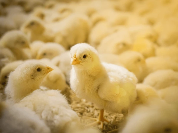 Giấc mộng thấy đàn gà con đuổi theo mình