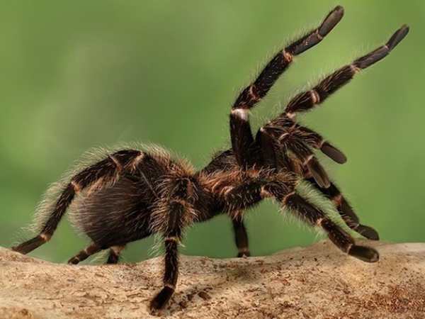 Cách chọn số từ con nhện hiệu quả và hợp lý