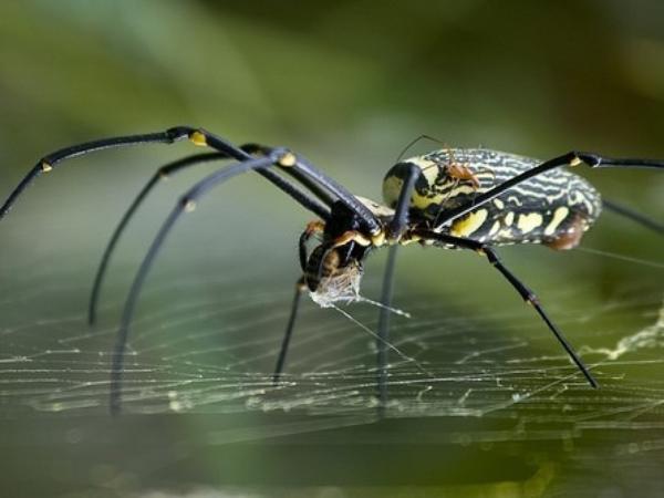 Con nhện là gì? Ý nghĩa con nhện trong dân gian
