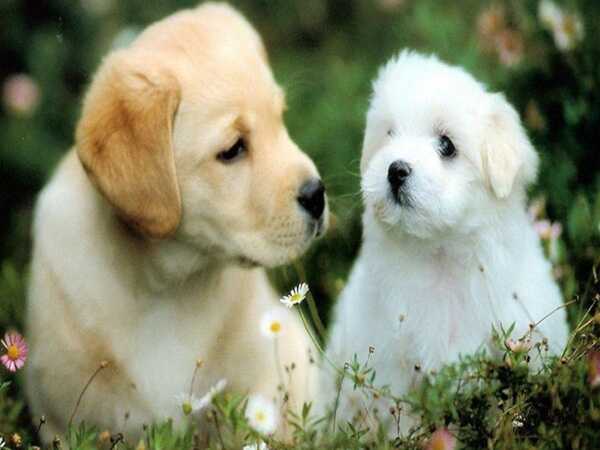 Con số may mắn ngày 27/03/2026 tuổi Tuất