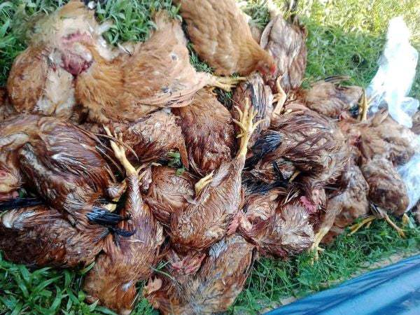 Mộng thấy gà chết nhưng không rõ nguyên nhân