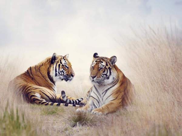 Bật mí con số may mắn ngày 27/3/2026 tuổi Dần theo phong thủy