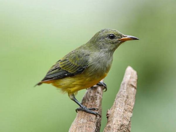 Ý nghĩa chim sâu trong phong thủy