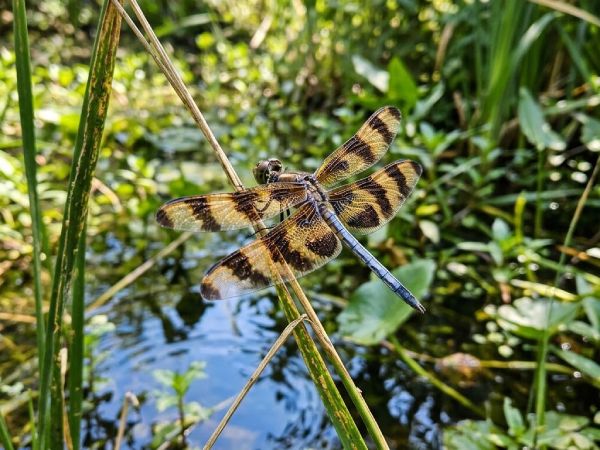 Con chuồn chuồn số mấy giải mã ý nghĩa chi tiết