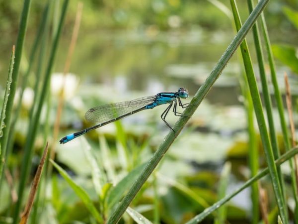 Con chuồn chuồn số mấy giải mã ý nghĩa chi tiết