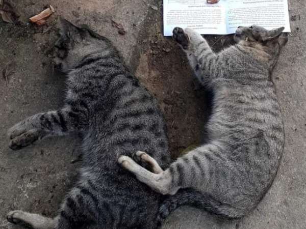 Khi có yếu tố giấc mơ