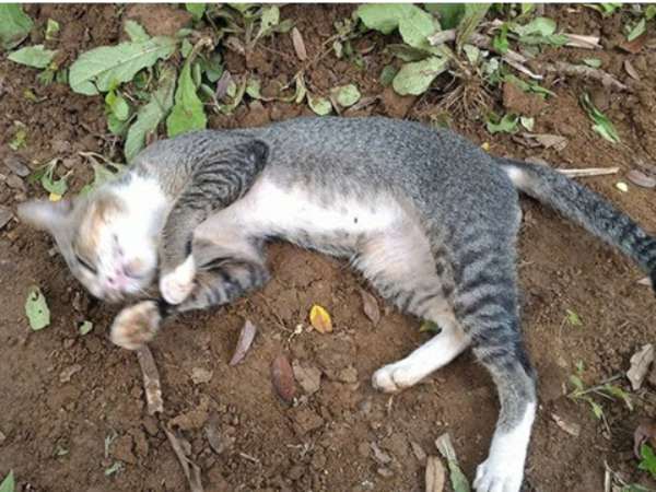 Con mèo chết số mấy? Gợi ý theo từng trường hợp