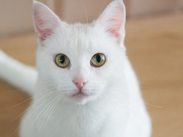 Mèo trắng số mấy? Lý giải mơ thấy mèo trắng là điềm gì?