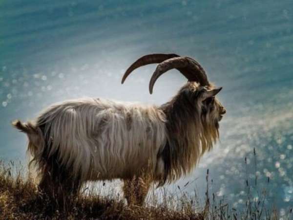 Tổng quan tử vi tuổi Mùi ngày 16/4