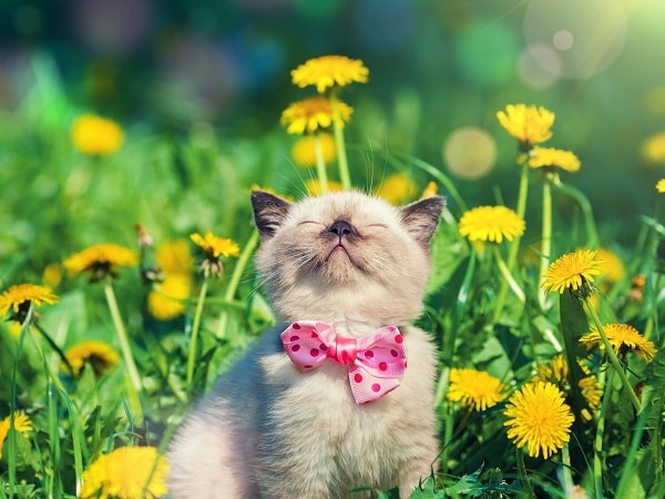 Con mèo con số mấy, giải mã mèo con số gì vượng phát?