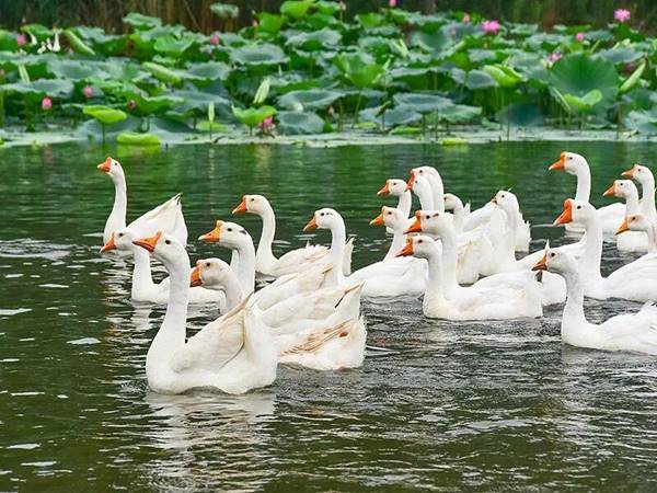 Nằm mơ thấy ngỗng là điềm hên hay xui? Bộ số nào may?