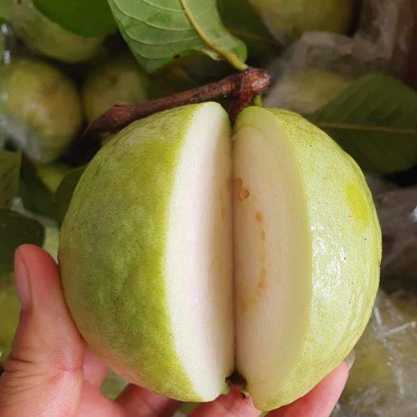 Mơ thấy ổi