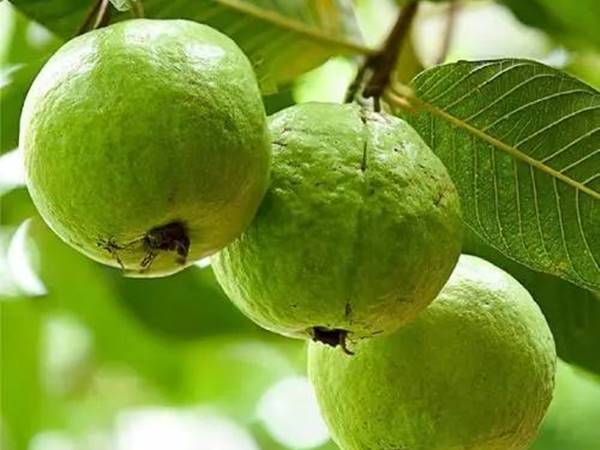 Giải mã khi nằm mơ thấy quả ổi và con số may mắn